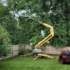 Best Storm Damage Tree Cleanup  in Urbana, OH
