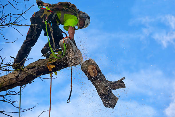 Best Tree Maintenance Programs  in Urbana, OH